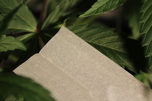 Canadian Lumber The Greens 125 Rolling Papers with Tips