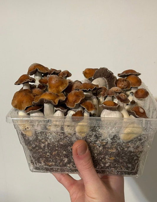 Mushroom Grow Kit